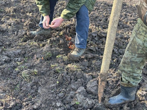 В лесном питомнике Сунженского лесничества посеяли 250 кг семян дуба и бука.

Работу провели силами лесоводов и сотрудников лесопожарных центров Минприроды Республики Ингушетия.

Цифры и факты:
Объем семян: 250 кг
Площадь посева: 0,35 га
Плановый выход: 10 000 деревьев
Год сбора семян: 2025 г.

Что дальше? 
Будущий лес требует постоянного внимания: орошение, рыхление, прополка и защита от вредителей. 

Весь семенной материал — собственного сбора и отмечен знаком качества филиала ФБУ «Рослесозащита».

Главная цель — вырастить качественный посадочный материал для будущих устойчивых лесов.