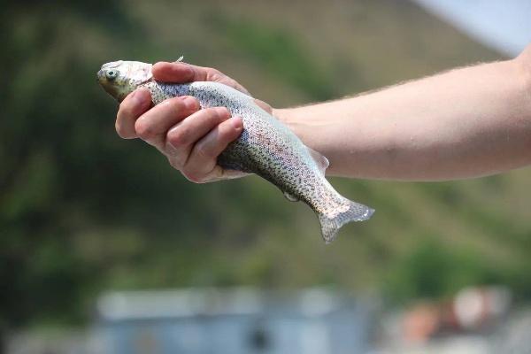 В с.п. Джейрах активно идет строительство современного товарно-форелевого хозяйства «Обанхи». Проект был одобрен инвестиционным советом, который лично возглавляю. Общий объем вложений 100 млн рублей. Это первый в нашем регионе комплекс такого масштаба по выращиванию форели и семги.

Комплекс возводится на участке вблизи реки Армхи. Планируемый объём производства составит от 500 до 800 тонн рыбы в год.

Переход предприятия на полную мощность снизит зависимость Ингушетии от поставок рыбы из других регионов.