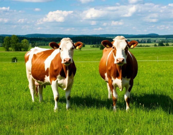 A family from Achkhoy-Martan received assistance thanks to the order of the Head of the Chechen Republic.

In the Achkhoy-Martan district, systematic efforts to fulfill citizens' requests received during the live broadcast of Head of the Chechen Republic Ramzan Kadyrov are ongoing.

As part of this effort, the request of Achkhoy-Martan resident Lezina Akhtakhanova for two cows was fulfilled. The assistance was provided promptly, taking into account her situation.