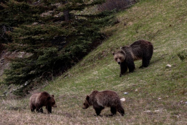 Исследуя башенные комплексы горной Ингушетии специалисты "АСМ Групп" периодически сталкиваются со свежими отпечатками лап и следами жизнедеятельности медведей, достаточно обильно населяющих ущелья и горы. Размеры отпечатков лап 45 размера впечатляют и придают дополнительную осторожность при посещении комплексов. Фото с ущелья вдоль реки Асса при подходе на Башенный комплекс "Гьаги Г1алаш".