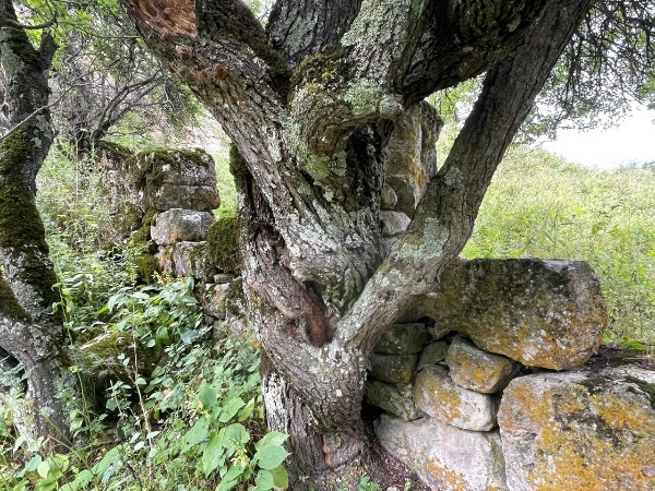 В последние годы археологи начали находить свидетельства существования древней цивилизации, существовавшей в Ингушетии задолго до письменной истории. Циклопические постройки — это сооружения из огромных нетёсаных каменных глыб безрастворной кладки горизонтального плана, древние каменные жилища. Циклопические сооружения считаются шедевром древней цивилизации — никто точно не знает, кто их построил и зачем.
Начало научного изучения мегалитических памятников на территории горной Ингушетии приходится на 20-30 гг. ХХ в. Именно в это время они изучались такими известными русскими учёными- кавказоведами как Л.П. Семёнов и Е.И. Крупнов.

В настоящее время на государственном учете как выявленные объекты культурного наследия состоят в архитектурном комплексе Таргим в количестве 14-ти построек, хотя на территории горной Ингушетии такие постройки ранее были обнаружены у селений Эгикал, Хамхи, Кхарт, Дошхакле, Тори, Озик, Кели, Кязи и др. В эти дни сотрудниками музея-заповедника началась огромная работа по установке на учет всех циклопических построек в горной Ингушетии как объектов культурного наследия. 

Нужно отметить, что среди ученных вопрос о датировке циклопических сооружений в течение многих лет остаётся дискуссионным. Проблема датировки мегалитических сооружений сегодня, как и раньше является актуальной.

Л.П. Семёновым и Е.И. Крупновым, после изучения ими остатков мегалитических построек в ингушских селениях Хамхи, Эгикал, Дошхакле, было сделано заключение, что данные циклопические дома-крепости принадлежат к эпохе скифов, т.е. VII-V вв. до н. э. «когда были крепкие родовые устои и все постройки возводились усилиями многочисленных членов рода». Мысль о древности циклопических памятников по фольклорной информации высказывает и ученый кавказовед Б.К. Далгат.

Однако в последнее время такие учёные как: С.Ц. Умаров, В. Б., Виноградов, В.И., Марковин,  изучавшие данные мегалитические сооружения в горной Ингушетии, называют другое время их возникновения XI-XIII вв. н.э. 

Наиболее оптимальным и приемлемым вариантом является датировка выдвинутая археологом М.Б. Мужухоевым. Им в конце 70-х начале 80-х гг. были произведены раскопки циклопических построек у средневековых башенных поселений Карт и Дошхакле. Сделав анализ на основе собранного материала, он даёт свою датировку II –I тыс. до н. э. Вместе с тем учёный высказывает и мнение о разновременности циклопических построек. Археолог В. И. Козенкова также считает возможным относить рассматриваемый тип каменных жилищ к 1 тыс. до н. э.

С происхождением этих громадных сооружении связано много легенд и преданий. Считалось, что мегалиты – дело рук великанов, которые, играючи, могли перекидывать камни с ладони на ладонь. У древних греков считалось, что эти огромные сооружения строили одноглазые мифические великаны- циклопы. Отсюда и название.

В сказаниях у ингушей также упоминаются великаны - вампалы, а среди них встречались и одноглазые исполины. Однако легенды или сказания не могут дать общее объективное объяснение тому, как и кем, строились, и самое главное, к какому периоду относится строительство данных построек. Отсутствие письменных свидетельств по этой проблеме затрудняют их изучение.