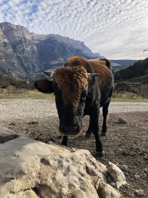Давно не было одной из наших любимых рубрик. А работа, тем временем, всё также активно идет, экспедиции продолжаются, постепенно исследуются все новые и новые комплексы.

Каждое время года готовит свои сюрпризы. Особенность осенних экспедиций – это, конечно, туманы. Одна из последних поездок – на башенный комплекс Нийкоте. Из-за тумана видимость не превышала 25-30 метров, так что добирались буквально по приборам. В горах уже выпал снег, и на Нийкоте работа шла с перерывами – пережидали снегопад. Вообще, последняя экспедиция собрала целую коллекцию погодных явлений – утренние и вечерние туманы, снег и дождь, и все это спокойно могло уместиться в одном дне.

Кроме фотофиксации и определения геолокаций, специалисты «АСМ Групп» успели обыскать близлежащие склоны в поисках неучтенных объектов, чтобы не упустить ни один из них.

А вот на комплексе Ний команде пришлось повстречаться с весьма суровым быком, в связи с чем нашему ведущему специалисту в срочном порядке пришлось произвести тактическое отступление в ближайшую же башню.

Словом – будни исследователей! 