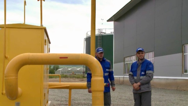 В Сунженском районе Ингушетии газифицировали вторую очередь крупного тепличного комплекса. Это позволит круглогодично выращивать свежие овощи и увеличить объемы производства до 22 тысяч тонн томатов и огурцов в год.

Для этого от газораспределительной станции «Нестеровская» проложен новый газопровод 5,7 км, установлен пункт редуцирования газа и проведены пусконаладочные работы. Общая площадь теплиц достигла 32 гектаров, что делает комплекс одним из крупнейших на Северном Кавказе.  