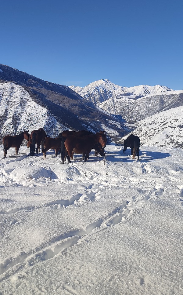 Накануне состоялась экскурсия по Аргунскому ущелью, ее организовал старший научный сотрудник отдела археологии и архитектуры Рамзан Баканаев.

Участники посетили такие локации, как: «Ворота в Аргунское ущелье», Нихалойские водопады, Ушкалойские башни, Музей Пхакоч, ну а финальной точкой стал комплекс отдыха «Ведучи».

Участники экскурсии остались крайне довольны поездкой.