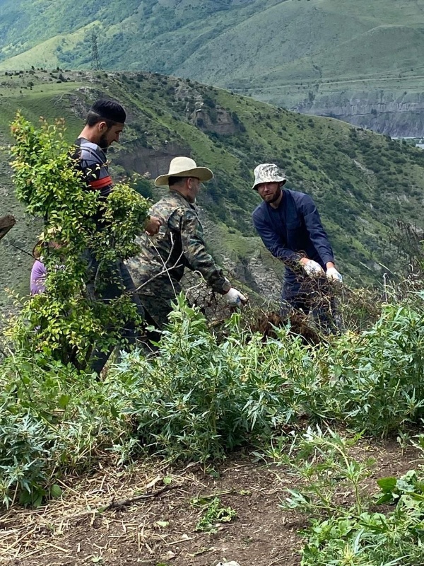 Сотрудники Джейрахско-Ассинского музея-заповедника, в рамках защиты и сохранения памятников истории и культуры, провели санитарные мероприятия по сносу незаконных хозяйственных построек на территории башенного комплекса «Фуртоуг» .

Была разобрана летняя хозяйственная пристройка, расположенная на охранных зонах комплекса. Весь мусор был собран и вывезен в специально отведенное место.

Напоминаем, что в целях обеспечения сохранности объекта культурного наследия в его историческом ландшафтном окружении устанавливается особый режим использования земель, ограничивающий хозяйственную деятельность и запрещающий строительство, за исключением применения специальных мер, направленных на сохранение и регенерацию природной среды объекта культурного наследия (п. 2 ст. 34 Федерального закона от 25.06.2002 № 73-ФЗ «Об объектах культурного наследия (памятниках истории и культуры) народов РФ».

Башенный комплекс Фуртоуг (Фуртовг-инг.) расположен у начала Джейраховского ущелья, на отроге Столовой горы, на правом берегу реки Армхи. Сейчас здесь сохранилось только основание боевой башни, пять полуразрушенных жилых башенных строений позднего средневековья и один склеп.

Само название аула Фуртоуг можно перевести как «ни твое, ни мое», по местной легенде родоначальники фамилий Ахриевых и Льяновых спорили, чьим именем назвать их аул, но вопрос остался открытым.

Из аула Фуртоуг вышло немало известных ингушей. Это были знаменитые строители башен. Здесь родился первый ингушский этнограф, знаток быта и культуры ингушей Чах Ахриев. Особую известность Фуртоугу принес один из руководителей борьбы за Советскую власть на Северном Кавказе в годы Гражданской войны Гапур Ахриев. 15 мая 1981 года в его родном доме в Фуртоуге открылся мемориальный музей. Тут собраны предметы старины, кухонная утварь, а также старые фотографии и документы. В Фуртоуге есть и Фуртогский водопад, известный тем, что туда приезжал Дмитрий Иванович Менделеев, о чем рассказывает мемориальная табличка. 