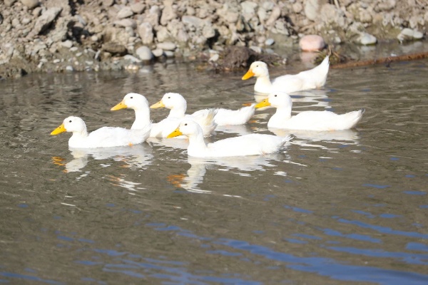 В Назрановском районе началась расчистка реки Яндырка.

Работы рассчитаны на три года (2025–27) и помогут восстановить пропускную способность реки, а также снизят риск подтопления жилых районов во время паводков.