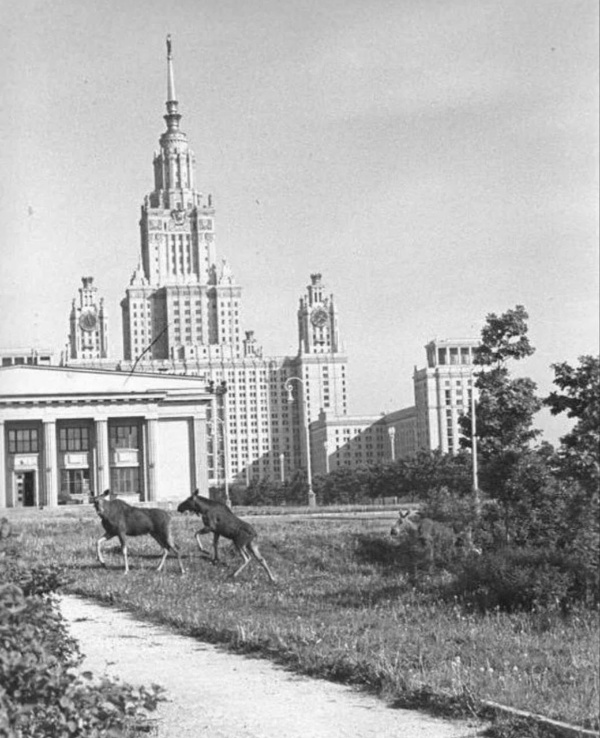Уже исторические фотографии Московского государственного университета на Воробьевых горах в момент строительства и сразу после его окончания. А сегодня с участием "АСМ Групп" уже проходит его реставрация как объекта культурного наследия.