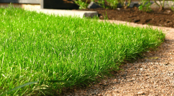 Ачхой-Мартановский район принял участие во Всероссийской экологической акции «Мы за чистоту» в рамках национального проекта «Экологическое благополучие». 

В мероприятии приняли участие работники различных учреждений, а также активные жители района и волонтеры. Участники приводили в порядок газоны, косили траву на аллеях, белили стволы деревьев и удаляли сухостой.