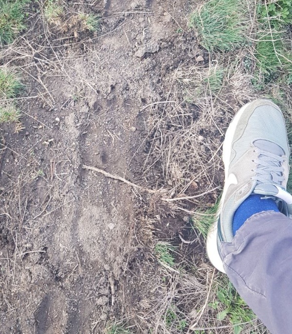 Исследуя башенные комплексы горной Ингушетии специалисты "АСМ Групп" периодически сталкиваются со свежими отпечатками лап и следами жизнедеятельности медведей, достаточно обильно населяющих ущелья и горы. Размеры отпечатков лап 45 размера впечатляют и придают дополнительную осторожность при посещении комплексов. Фото с ущелья вдоль реки Асса при подходе на Башенный комплекс "Гьаги Г1алаш".