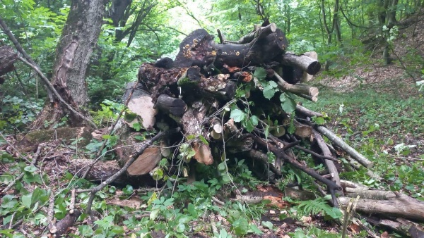 Специалисты Сунженского и Назаровского лесопожарных центров Минприроды Ингушетии проводят санитарную уборку лесов. 

Уже очищено 110 га от неликвидной древесины – поврежденных деревьев, непригодных для использования. 

Выборочная санитарная рубка проведена на 50 га, удалены ослабленные и больные деревья. 

Зачем это нужно?

Предотвращение распространения болезней и вредителей леса. 

Улучшение экологического состояния. 

Снижение пожарной опасности. 

Работы проводятся ежегодно в рамках госзадания на 2025 год.