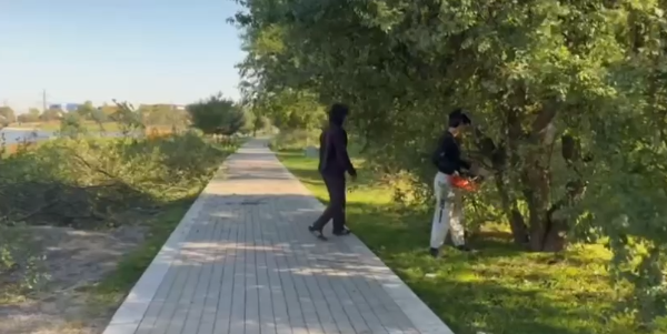 Autumn landscaping has begun in Nazran.

Work is being carried out at two sites where federal projects “Creating a Comfortable Urban Environment” and “Small Towns and Historic Settlements” are being completed.

Boxwood, roses, and thuja are being planted. Boxwood helps purify the air and trap dust,
roses will decorate the park and attract pollinators,
and thuja will preserve greenery all year round and protect against wind and noise.

Up to 200 seedlings are planned to be planted in the pond area: Schubert's bird cherry, rowan, and weeping willow.

Specialists are currently pruning and fertilizing trees, preparing the soil, and carrying out preventive maintenance.

