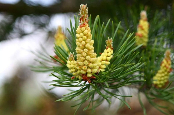 В Джейрахе началось цветение сосны. Воздух наполнен целебным ароматом, а всё вокруг покрывается золотистой пыльцой. 

Сосновая пыльца обладает мощными антибактериальными свойствами. Она помогает бороться с простудой и инфекциями, укрепляет иммунитет, а также повышает умственную и физическую активность. 