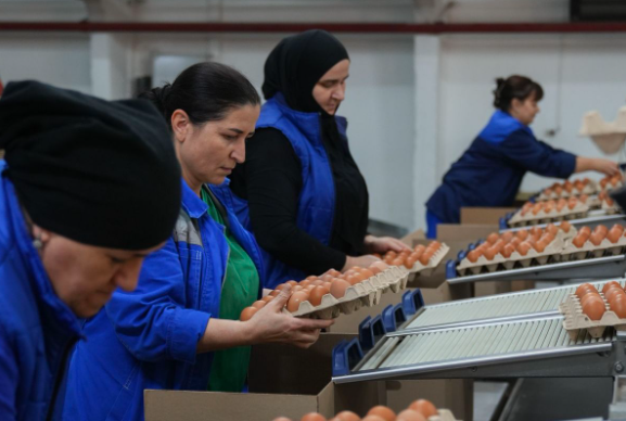 Птицефабрике «Преображенская» на Ставрополье исполнилось десять лет.

Восемь из них предприятие находится под опекой института развития Кавказ.РФ. Корпорация помогла справиться с внутренними и внешними вызовами: найти дополнительное финансирование, скорректировать бизнес-модель, диверсифицировать сбыт.

Сегодня птицефабрика «Преображенская» — это один из крупнейших сельскохозяйственных комплексов региона. В год производится более 30,5 млн яиц, поголовье птиц составляет почти полмиллиона. В 2020 году здесь был построен самый крупный на Ставрополье комплекс по производству куриного яйца. Его проектная мощность позволяет обеспечивать качественной продукцией не только Ставропольский край, но и другие регионы СКФО.

В августе 2025 года на фабрике было запущено производство комбикормов. Мощность нового завода — 15 тонн продукции в час. Это позволяет полностью отказаться от закупки кормов для своих несушек и птенцов, а также дает излишек в 300-400 тонн в месяц, который фабрика направляет на реализацию.

«Это результат комплексной работы, которую мы провели вместе с руководством фабрики. Как итог — не только смогли избежать банкротства, но и модернизировали всю технологическую цепочку, внедрили современные технологии и оборудование для полного производственного цикла. Общий объем инвестиций составил 1,5 миллиарда рублей. Из них почти миллиард — это наши инвестиции, остальная сумма — заемные средства», — рассказывает директор департамента контроля и мониторинга инвестпроектов Кавказ.РФ Андрей Неговора.

В состав птицефабрики сегодня входят четыре корпуса на 240 000 мест для молодняка, цех промышленного стада на 720 000 голов, цех яичного порошка и меланжа, цех сортировки и хранения яйца, комбикормовый завод. В планах предприятия до 2030 года увеличить поголовье птиц до 800 тысяч, а производство яиц — до 200 млн в год.

Два года назад Кавказ.РФ пересмотрел инвестиционную политику в пользу комплексного ведения отобранных инвестиционных проектов. Институт развития помогает подобрать наиболее актуальные меры господдержки, а главное — участвует экспертизой по стратегии ведения бизнеса, анализу потенциальных рынков сбыта и дальнейшему развитию проектов.