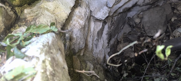 Сотрудники музея-заповедника в рамках плана работ по выявлению и учету ранее неучтенных объектов культурного наследия нашли на территории башенного комплекса «Бейни» ранее не учтенные основания 5 жилых башен с сохранившимися фрагментами стен и 1 подземный могильник с циклопической кладкой камня, обладающие признаками объектов культурного наследия.

По предварительным данным, одна из выявленных жилых башен расположена между двумя другими, образуя закрытый внутренний двор. Вход в этот двор находится с одной стороны, а выход — с другой. В башенных поселениях жилые башни часто располагались группами по фамильным кварталам вместе с пристройками и заградительными стенами.

Остальные 4 жилые башни распределены по всему комплексу. Некоторые из них сохранили арочные камни, отверстия для балок, одна башня сохранила три входных проема. 

Подземный могильник расположен в центре поселения. Входной проем открыт, сквозь который можно разглядеть костные останки. Прямо за этим могильником находится небольшое помещение, которое по внешнему виду напоминает поминальную камеру. Однако для точного определения его назначения необходимо провести археологические раскопки.

Полевые исследования на этом объекте, включающие выявление, описание, измерение и фотографирование, еще не завершены. Работы будут продолжены в ближайшее время.

Башенный комплекс «Бейни» расположен у подножия горы Маьт-Лоам. На стенах и дверных проемах у жилых башен можно видеть линейные петроглифы и другие изображения.
