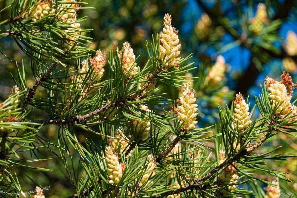 Ближе к середине мая в Армхи начинается цветение сосны. В этот период люди приезжают на курорт, чтобы насладиться полезными свойствами сосновой пыльцы.

Период цветения сосновой рощи поистине ошеломляющий: воздух покрыт тонким слоем желтой пыльцы, земля покрыта пушистым ковром, а шишки сосен раскрываются, чтобы обнажить семена. Сосны важны для лесных экосистем и играют решающую роль в поддержании здоровья окружающей среды. Они действуют как естественные фильтры, поглощая загрязнения и токсичные химические вещества из воздуха и почвы, а также обеспечивая тень и среду обитания для разнообразных диких животных, включая птиц, белок и других мелких животных.

Ученые обнаружили, что пыльца сосны богата витаминами, минералами, аминокислотами и антиоксидантами, которые могут помочь поддержать иммунную систему, сбалансировать гормоны и улучшить общее состояние здоровья. Вот несколько преимуществ употребления сосновой пыльцы:

Защита от старения. Пыльца сосны богата антиоксидантами, особенно супероксиддисмутазой (СОД), которая помогает нейтрализовать свободные радикалы, повреждающие клетки и ткани.

Повышает иммунитет. Пыльца сосны является естественным усилителем иммунитета, поскольку обладает антибактериальными и противовирусными свойствами, которые помогают организму бороться с инфекциями.

Баланс гормонов. Пыльца сосны содержит фитогормоны, которые помогают сбалансировать гормоны как у мужчин, так и у женщин. Он содержит DHEA (дегидроэпиандростерон), который поддерживает здоровый уровень тестостерона и помогает регулировать уровень эстрогена в организме.

Противовоспалительное действие: пыльца сосны содержит большое количество флавоноидов и полифенолов, что помогает уменьшить воспаление во всем организме.